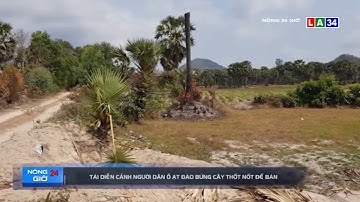 Tái diễn cảnh người dân ồ ạt đào bứng cây thốt nốt để bán | LONG AN TV