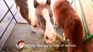 Volunteer at Mini-Blessings | Buena Vista, Colorado