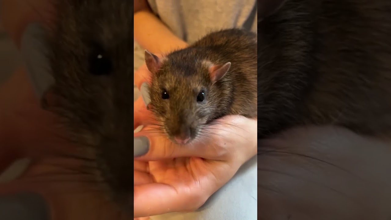 Мося отдыхает. 