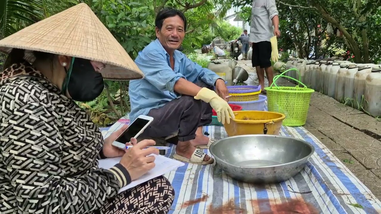 Thu Hoạch Ao Cá Rô Ngày 11/06/2025 || Cập Nhật Giá Cá Rô Thịt Ngày Hôm Nay 11/06/2025