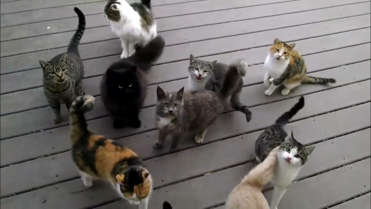 Стая голодных. Много голодных котов. Стая голодных кошек. Голодная кошка фото.