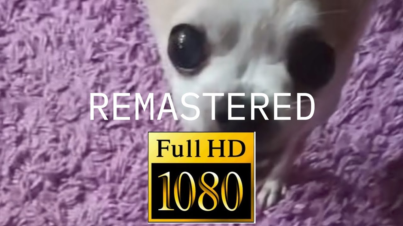 Подборка видео с Жулькой | Remastered in 1080p Edition - YouTube