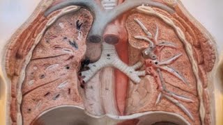 Kegunaan Paru Paru - Fungsi Paru Paru