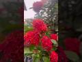 Flower love#shorts #shortsfeed #youtubeshorts #flowers #colors #peace