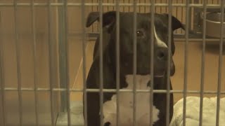 San Jose animal shelter full, seeking adoptions