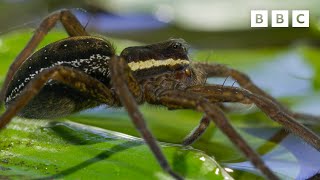 DEADLY spider assassin  | Wild Isles  BBC
