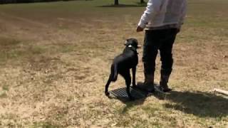 Retriever Training- Double T- Unedited
