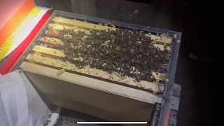 Зашумела пчелосемья в зимовнике