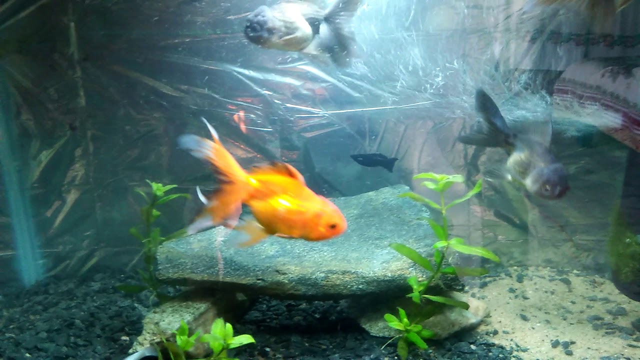 Gold fish caring tips for begineers | pet rangers - YouTube