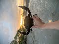 Hervey Bay, Mud crabbing, Eli waters Point Vernon