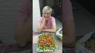 О кактусах и суккулентах, а также о томатах и урожайности тыквы, выращенной моей мамой. Август 2023