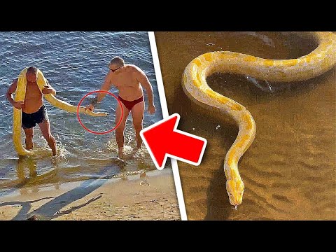 SWIMMING WITH A PYTHON! (Watch What Happens)