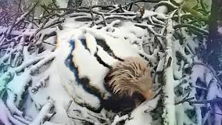 How eagle save their eggs from snow