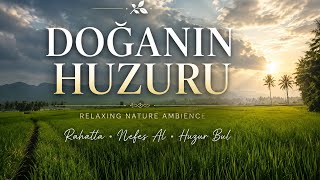 🌿 Doğanın Huzuru | Rahatlatıcı Ambient Müzik ve Doğa Sesleri🌿🍃