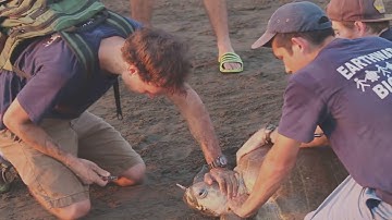 Giải cứu Rùa Biển | Gỡ chiếc dĩa nhựa khỏi mũi rùa biển và màn giải cứu an toàn