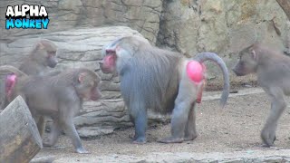 Delightful Monkeys Having A Wonderful Time