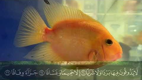 لاول مرة سورة النبا كاملة بصوت عبدالرحمن مسعد first time - abudlrahman Masada