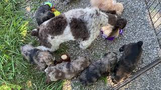 Dori's Schnoodle puppies playing outside first time July 31, 2020