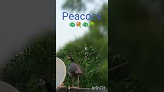 मोर peacock short video#youtube #reality #nature #viral #short