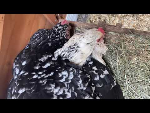 Two Headed Chicken - Broody Behavior