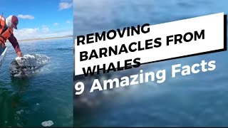9 Amazing Facts About Removing Barnacles From Whale 🐳