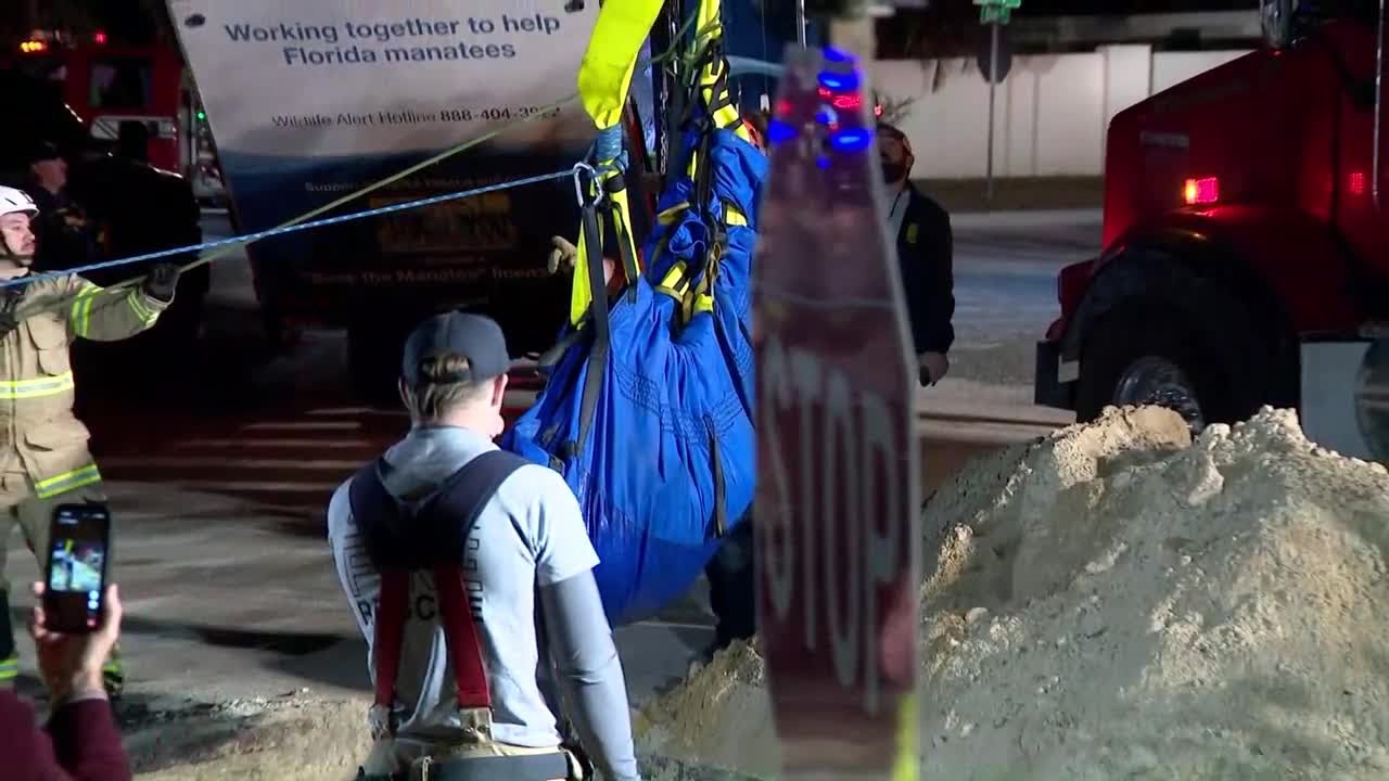 Crews rescue manatee from inside Central Florida storm drain