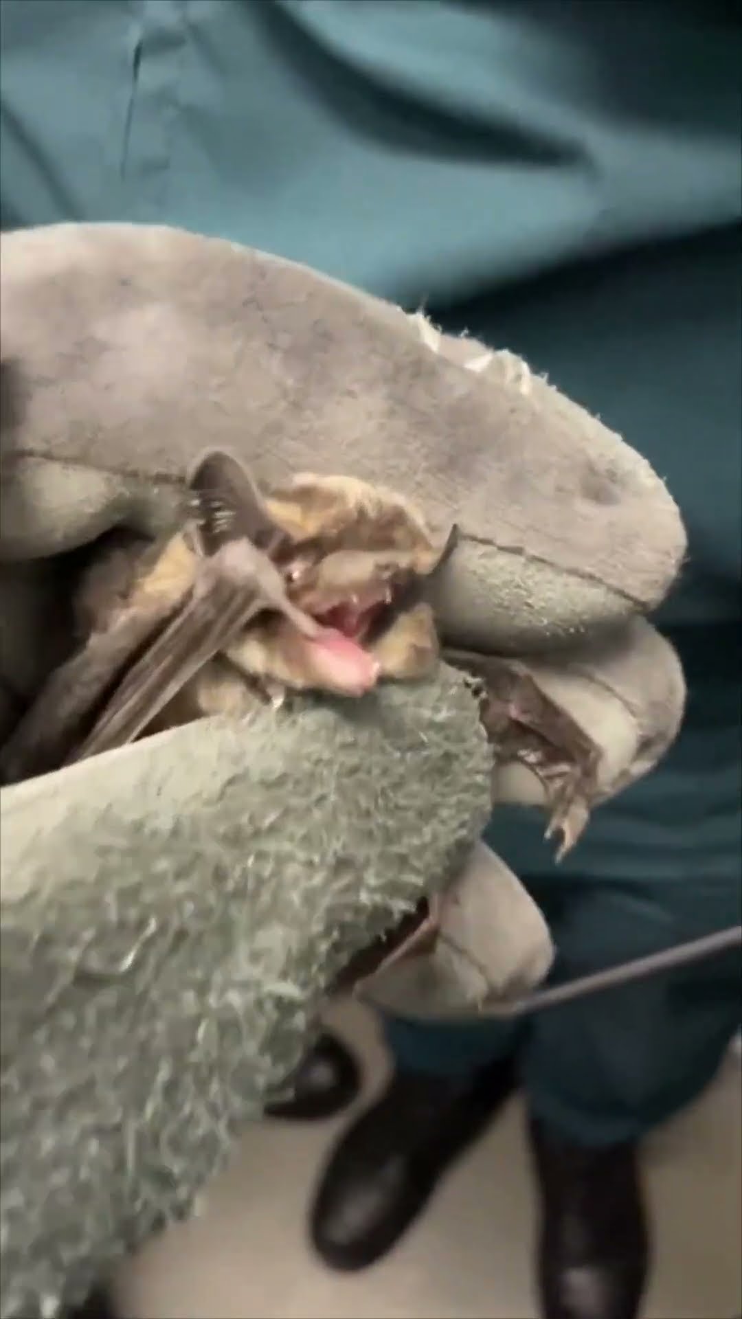 Rescued Bat Screams and Emits High-Frequency Sound Before Being Set Free