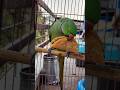 💚Mittu Aur Uski Jumbo Roti 😄Bada Tukda, Cute Reaction 🥰#petbird #ytshorts #shorts