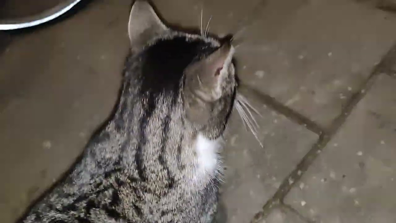 Cętuś mój kochany 