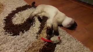 Siamese Marly vs mouse