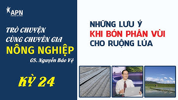 APN - NHỮNG LƯU Ý KHI BÓN PHÂN VÙI CHO RUỘNG LÚA | GIÁO SƯ NGUYỄN BẢO VỆ