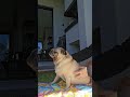 Quem mais ama uma coçadinha!??🐶😂
