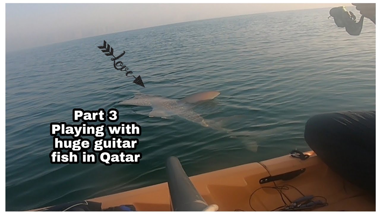 part3 Unbelievable Qatar Kayak Fishing Playing with Giant Guitarfish 