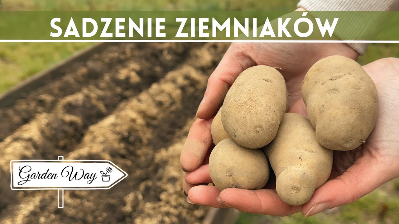 VG 44 Sadzenie Ziemniak w Uprawa Ziemniak w Wczesnych YouTube vg-44-sadzenie-ziemniak-w-uprawa-ziemniak-w-wczesnych-youtube