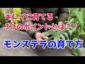 【モンステラの育て方】おさえるポイントは３つだけ。