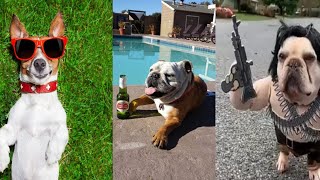 🤣 Dogs That Will Make You Cry Laughing! Funniest Dog Compilation 2025 🐶💥