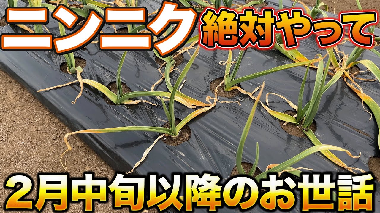 【今すぐやって】ニンニク栽培で大きくさせるのに重要な作業について