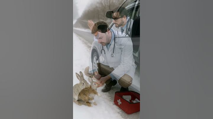 A man stops in the middle of the road to help an injured rabbit