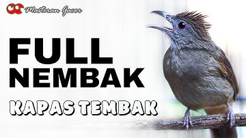 KAPAS TEMBAK FULL NEMBAK GACOR COCOK BUAT MASTERAN ISIAN KASAR MURAI BATU, CUCAK IJO, CENDET