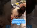 Не дают поспать эти кожаные 😍 #смешноессобаками #dog #pepsibull #frenchbulldog #пепсибуль