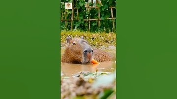Capybara cứu bà già bị chiếm đất – Cái kết khiến ai cũng rơi nước mắt #Capybara #PhimNgan #shorts