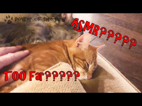 cute-orange-cat-frankie:-is-he-taking-asmr-a-little-too-far?