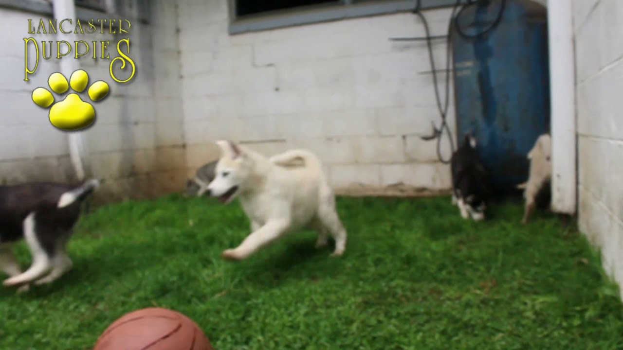 Huskimo Puppies