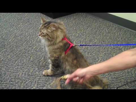 فيديو: كيفية وضع حزام الأمان على قطة