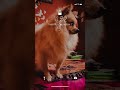 #Rudy | I AM RUDY THE POM 🐶 | MR RUDY WOOD