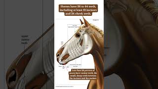 Horse tooth facts
