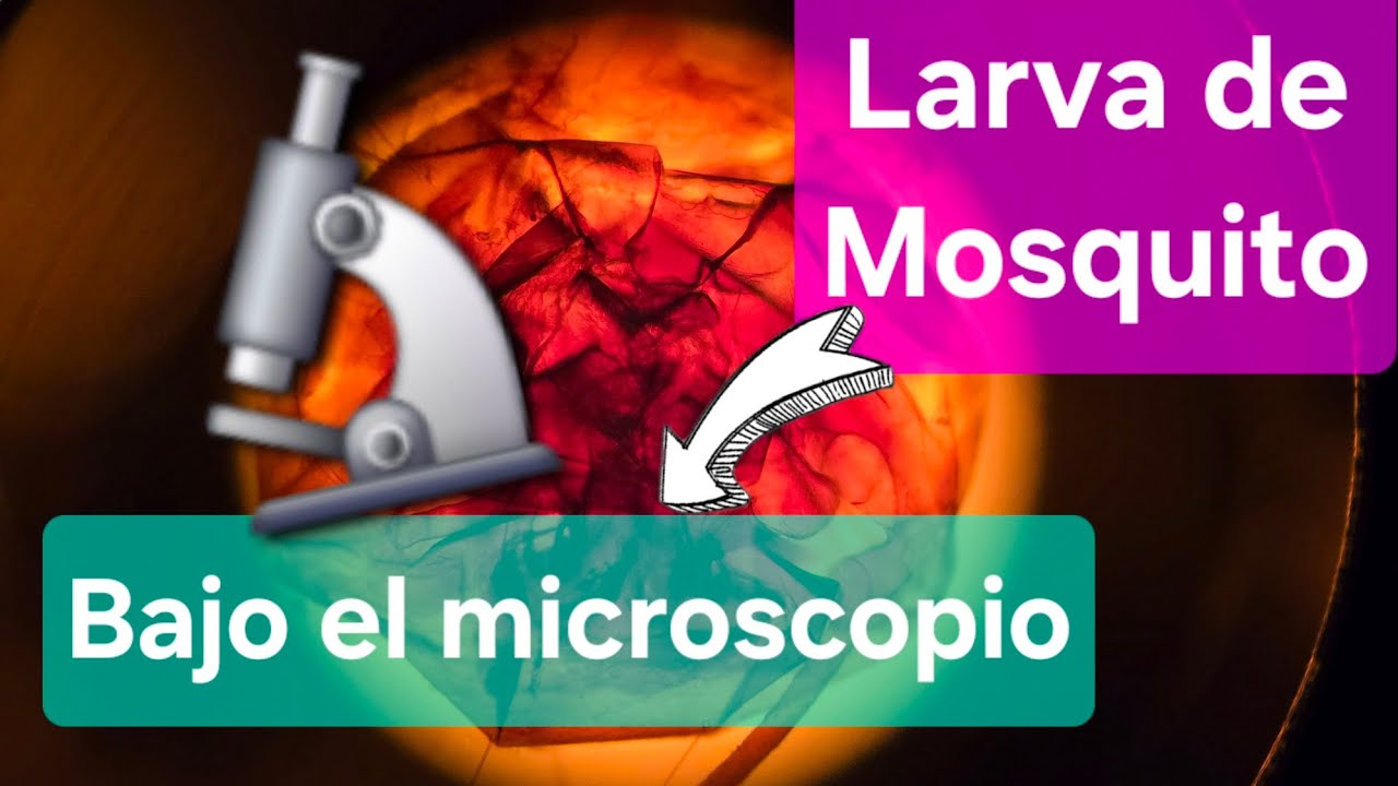 Como usar el microscopio óptico y cuales son sus partes más importantes | Biología básica UNAM 
