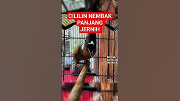 cililin gacor panjang suara jernih #cililingacor #masterancililingacor #masterancililin