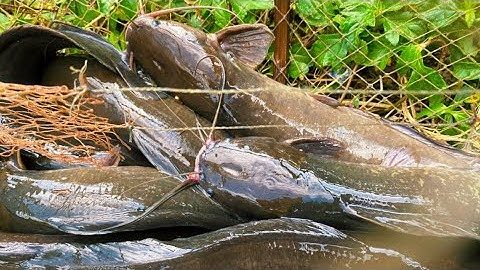 Thăm Lờ Cá Lóc Trúng Mánh 1 Bầy Cá Trê Đồng  Và Cặp Cá Lóc Khủng @Teoem92