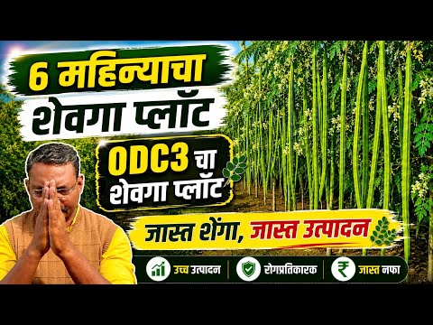 6 महिन्याचा शेवगा प्लॉट | ODC 3 चा शेवगा प्लॉट | शेवगा शेती पूर्ण माहिती | thinkingmindrj |